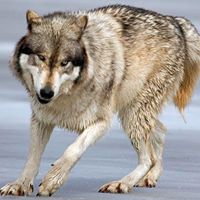 Eric Wolf Photo 29