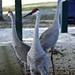 Nancy Deland Photo 12