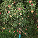 Shirley Apple Photo 9