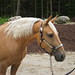 Rhonda Carter Photo 24