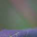Mark Vines Photo 30