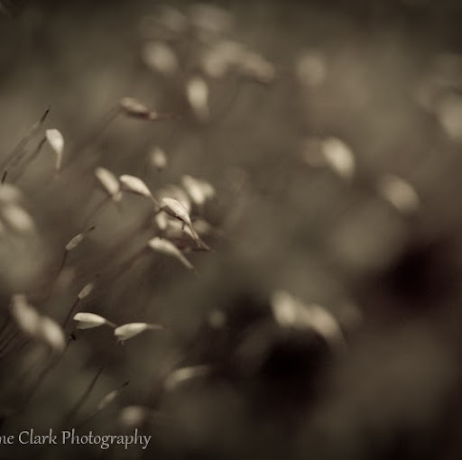 Grahame Clark Photo 4