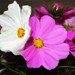 Patricia Flowers Photo 11