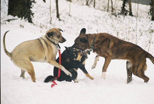 Edie Harrison Photo 9