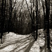 Virginia Woods Photo 23