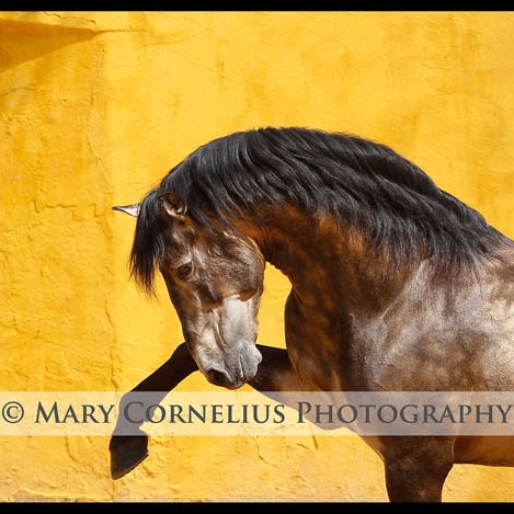 Mary Cornelius Photo 1