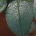 Misty Rose Photo 10