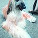 Janice Nichols Photo 44