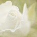 Rose Angel Photo 19
