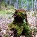 Annette Stump Photo 10
