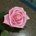 Rose Long Photo 11