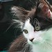 Michael Gatto Photo 17