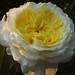 Rose English Photo 17