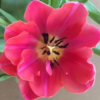 Joyce Green Photo 44