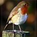 Robin Davies Photo 5