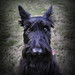 Scotty Short Photo 11