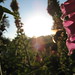 Janice Ray Photo 21