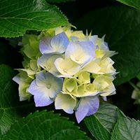 Linda Woodruff Photo 24