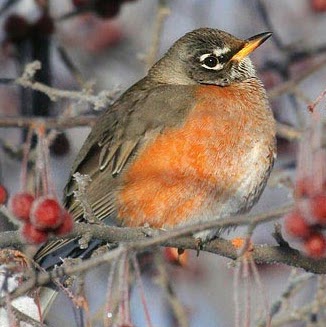 Robin Sutherland Photo 13
