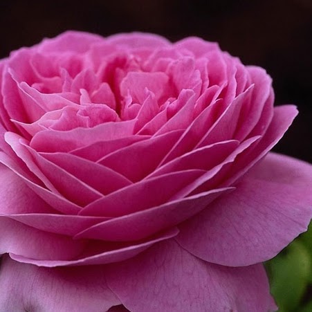 Rose Bloom Photo 27