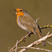 Robin Heath Photo 30