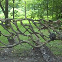 Mary Whitt Photo 13