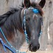 Tina Horne Photo 15