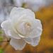 Wanda Weiss Photo 12