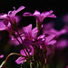 Alice Tisdale Photo 4