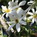Joy Crowe Photo 10