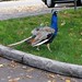 Michelle Peacock Photo 17