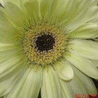 Nancy Mcmahon Photo 6