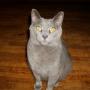 Sheri Campbell Photo 15