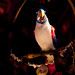 Ernie Stephens Photo 15