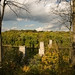Virginia Rumsey Photo 10