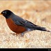 Robin Montgomery Photo 47