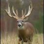 Robert Franks Photo 27