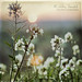 Andrea Plant Photo 15