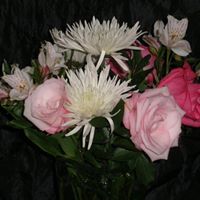 Marie Krueger Photo 26