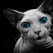 Alan Cates Photo 10