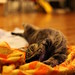 Deborah Downs Photo 12