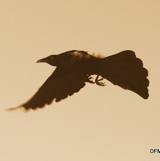 David Montgomery Photo 26