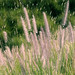 Forrest John Photo 16