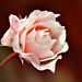 Rose Herbst Photo 6