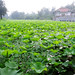 Shuang Li Photo 21