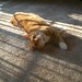Sammy Light Photo 8