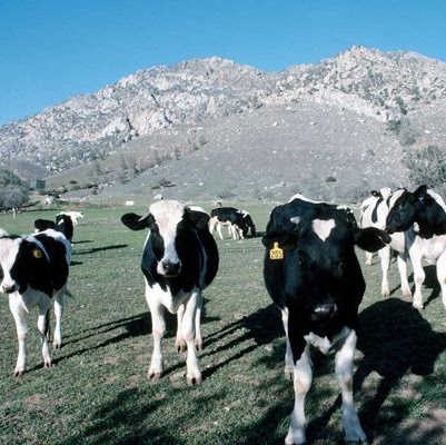 Alvin Lewis Photo 27