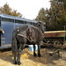 Mike Coggins Photo 12