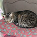 Stella Spencer Photo 11