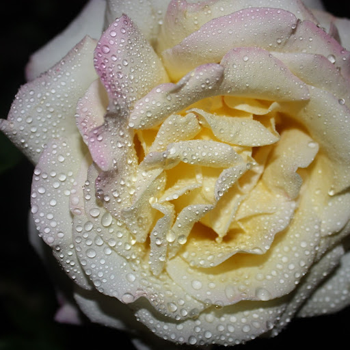 Crystal Higgins Photo 33
